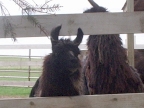 Nastasha peeking from the fence